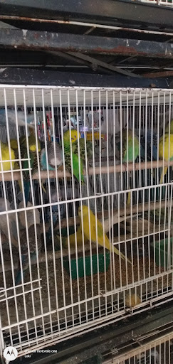 Pusat Akuarium Dan Burung Sri Klang