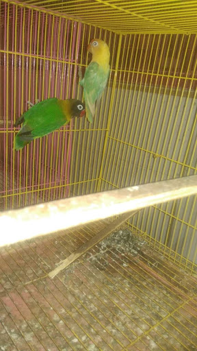 KEDAI BURUNG RHU RENGGEH