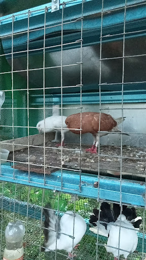 Pembiak BURUNG merpati
