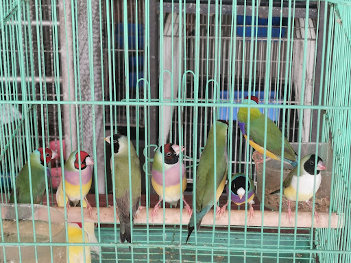 Paklong Pet's Shop
