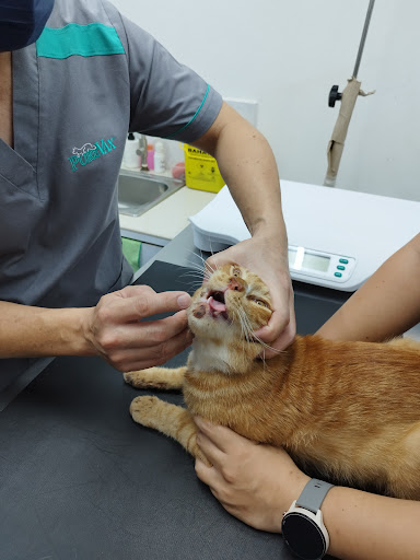 Maxwell Animal Clinic