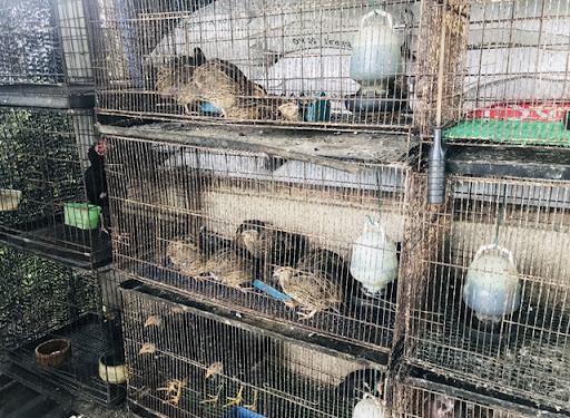 Kertih Pets Shop