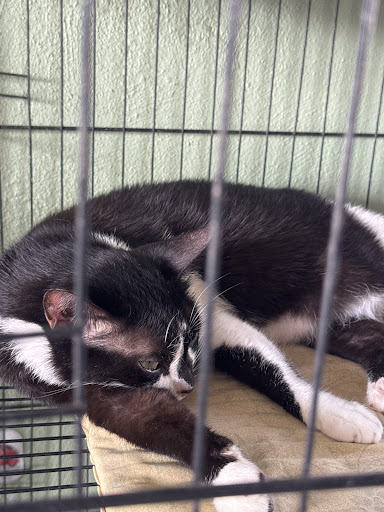 Kaki Kucing Petshop Indera Sempurna