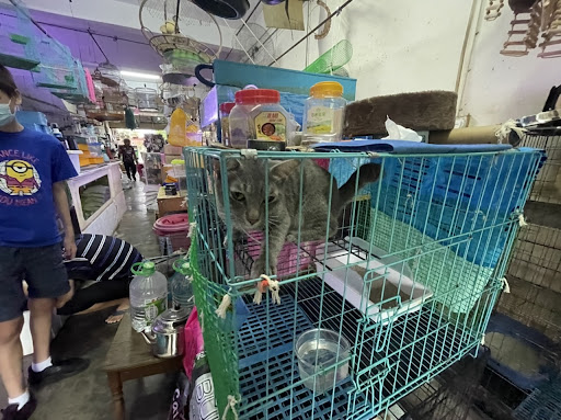 Air kuning pet shop