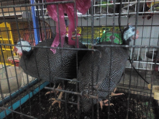 CK Birds And Pets Shop