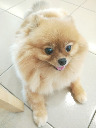 My Little Pets Shop