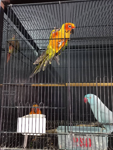 R&D Pets Trading