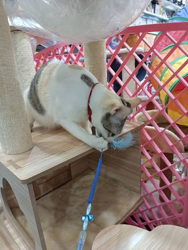 Xiang Loong Pet Shop(Port Dickson)