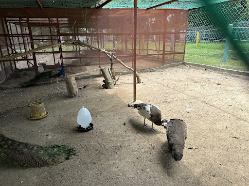 P.D. Ostrich Show Farm