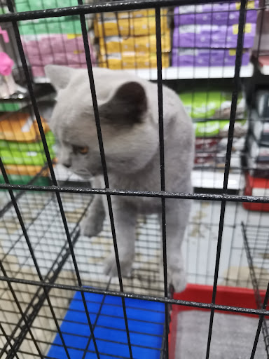 fatty meow petshop