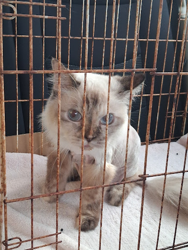 DeCAT Pet Shop
