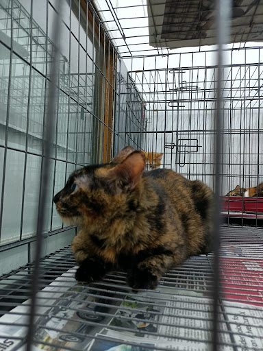 GK Pet shop