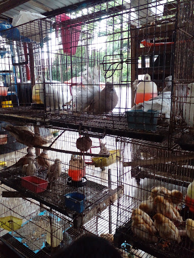Dungun Petshop