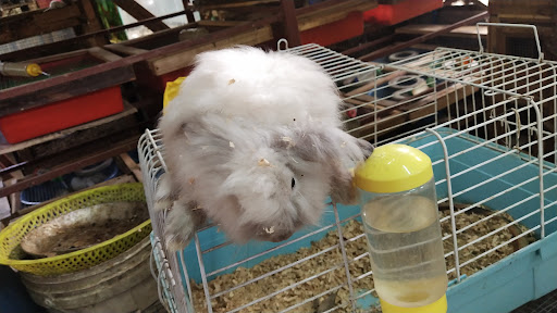 Rattes (mzratmelaka) Pembekal Tikus Makmal Hamster
