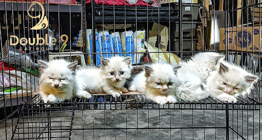 Double 9 Cat House