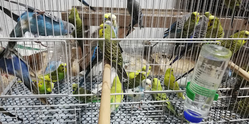 KEDAI BURUNG WAGHIH NAWI