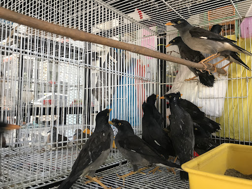 PAKYUS GLOBAL PETSHOP