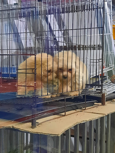 De Pet Shop