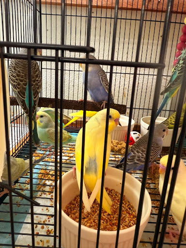 RadhiBird Wing Healer (Bird Health Care , Breeding , Rehab & Strict Protocol Sales) 15 yrs Experience