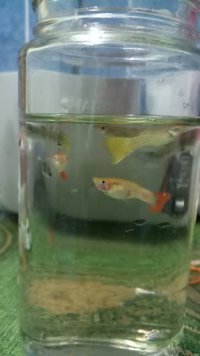 Shen Shen Aquarium