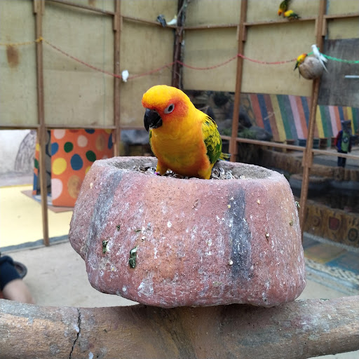 Animal Feeding Rainbow Garden