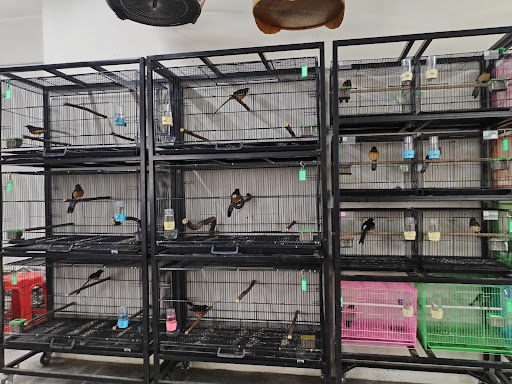 Birds Story Pet Trading