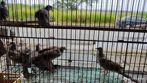 Kedai Haiwan dan Alatan Memancing