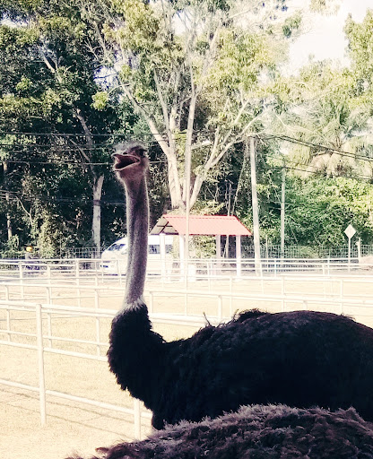 Ladang Burung Unta Perlis