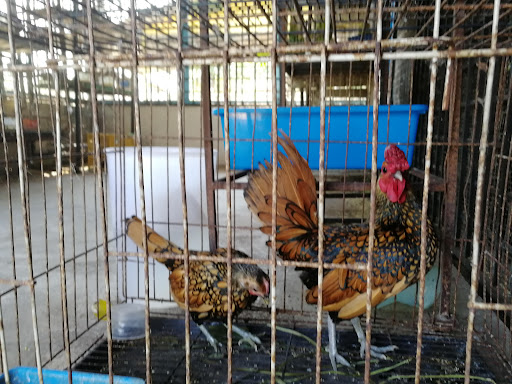 Kedai Burung Pak Non