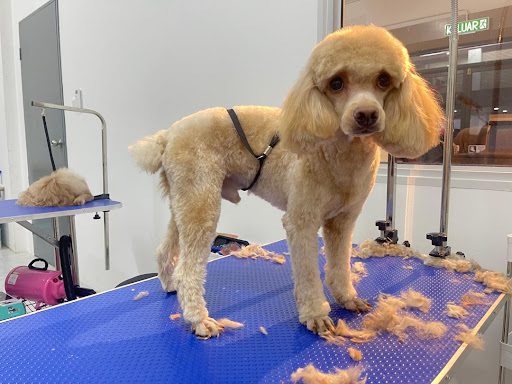 WoofSpa (Dog Grooming & Hotel)