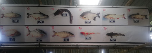Anak Ikan Sarikei