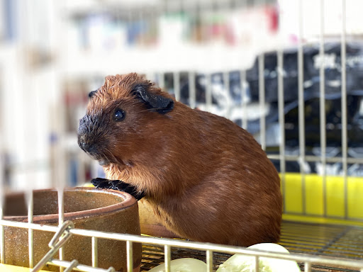 Perniagaan Hing Huat Pets Supplies