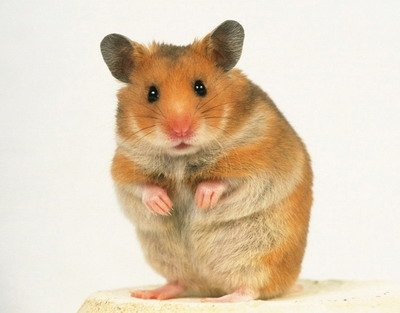 Hamster Kiut Kemaman