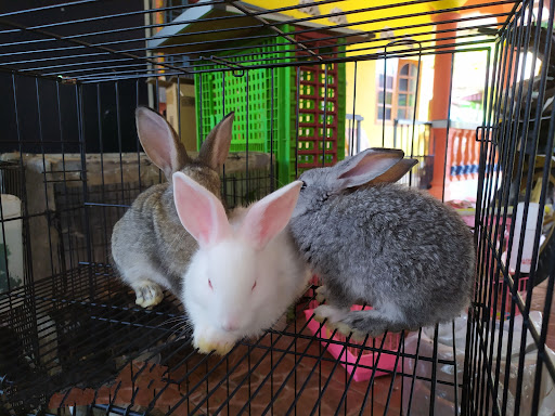 Arnab Gombak