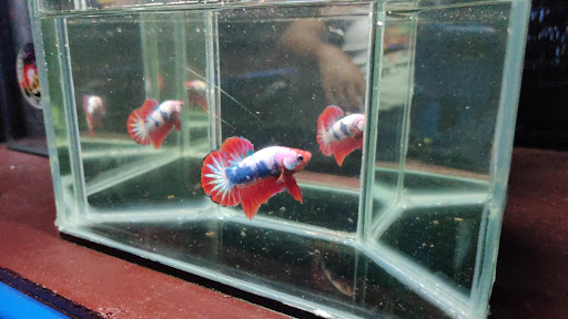 RRM_Betta Pengalat