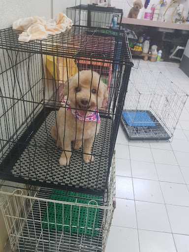 Peanut Pets Grooming Station