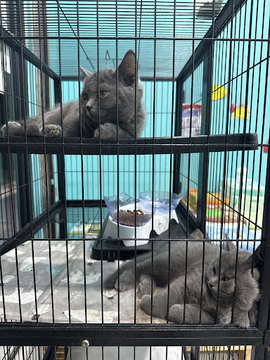 RS PETSHOP Pekan