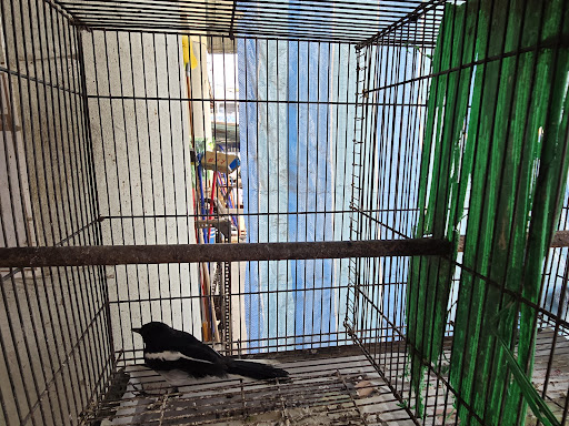 Scb Pet Trading