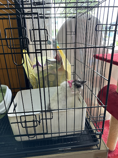 V Care Pet Station