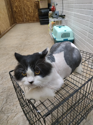 JJ Pets Talk