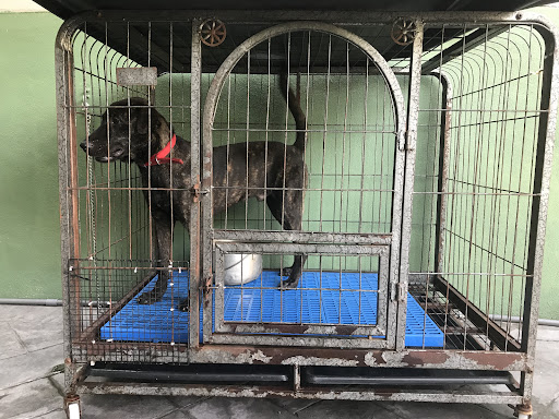 Paw Walker Grooming House