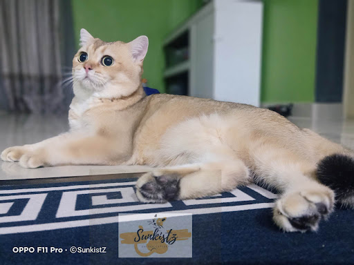 Sunkistz Golden Cattery