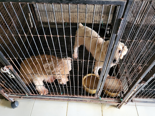 JY Animal World