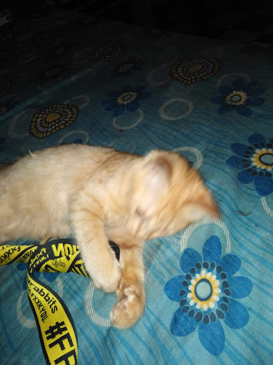 badrul pets