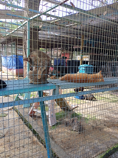 Bustana Kucing Perlis