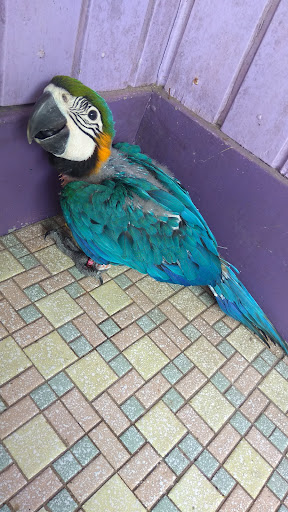 KOTA BHARU BREEDING PARROTS FARM