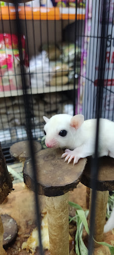 honeyland pets